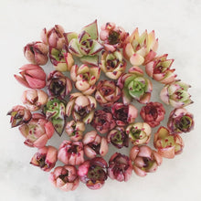 Load image into Gallery viewer, Echeveria Agavoides Ebony sp. Hoku - April Farm/Rare Succulents