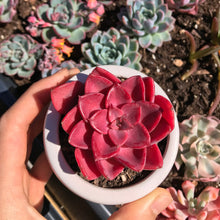 Load image into Gallery viewer, Echeveria Red Noble - April Farm/Rare Succulents