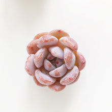 Load image into Gallery viewer, Echeveria Pink Monroe - April Farm/Rare Succulents