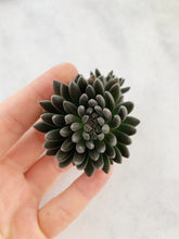 Load image into Gallery viewer, Sedum Sinocrassula Yunnanensis - April Farm/Rare Succulents