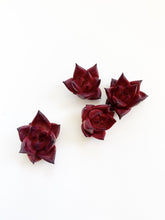 Load image into Gallery viewer, Echeveria Agavoides Ruming - April Farm/Rare Succulents