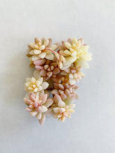 Load image into Gallery viewer, Graptopetalum Variegated G. Mirinae - April Farm/Rare Succulents