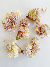 Load image into Gallery viewer, Graptopetalum Variegated G. Mirinae - April Farm/Rare Succulents