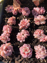 Load image into Gallery viewer, Echeveria Red Velvet (mini succulent green in summer) - April Farm/Rare Succulents