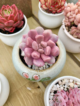 Load image into Gallery viewer, Graptoveria 'Topsy-Debbie' Cupid (deep pink) - April Farm/Rare Succulents