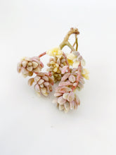 Load image into Gallery viewer, Graptopetalum Variegated G. Mirinae - April Farm/Rare Succulents