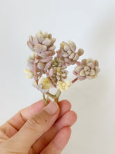 Load image into Gallery viewer, Graptopetalum Variegated G. Mirinae - April Farm/Rare Succulents
