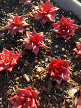 Load image into Gallery viewer, Echeveria Agavoides Ruming - April Farm/Rare Succulents