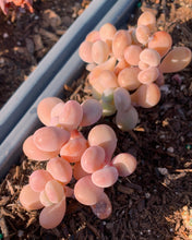 Load image into Gallery viewer, Graptopetalum Amethystinum - April Farm/Rare Succulent