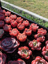 Load image into Gallery viewer, Echeveria Elegans Japanese Ice berry(green in summer) - April Farm/Rare Succulents