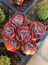 Load image into Gallery viewer, Echeveria Sunyan - April Farm/Rare Succulents
