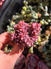 Load image into Gallery viewer, Echeveria Rezry Pink Family (cluster may fall apart) - April Farm/Rare Succulents
