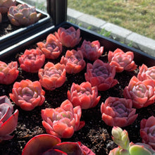 Load image into Gallery viewer, Echeveria Elegans Japanese Ice berry(green in summer) - April Farm/Rare Succulents