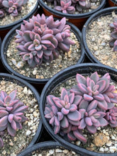 Load image into Gallery viewer, Echeveria Rezry Pink Family (cluster may fall apart) - April Farm/Rare Succulents