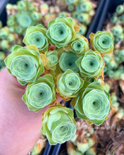Load image into Gallery viewer, Greenovia cv. Gilva 'Pink Gilva Mountain Rose' - April Farm/Rare Succulents