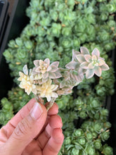 Load image into Gallery viewer, Graptopetalum Variegated G. Mirinae - April Farm/Rare Succulents