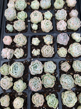 Load image into Gallery viewer, Echeveria Elegans hybrids - April Farm/Rare Succulents