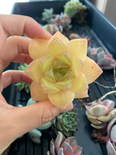 Load image into Gallery viewer, Haworthia cymbiformis ssp. "gold" - April Farm/Rare Succulents