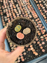 Load image into Gallery viewer, Lithops sp - April Farm/Rare Succulents