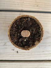 Load image into Gallery viewer, Lithops sp - April Farm/Rare Succulents