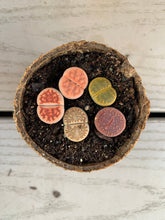 Load image into Gallery viewer, Lithops sp - April Farm/Rare Succulents