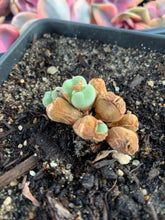 Load image into Gallery viewer, Conophytum luiseae - April Farm/Rare Succulents