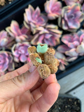 Load image into Gallery viewer, Conophytum luiseae - April Farm/Rare Succulents