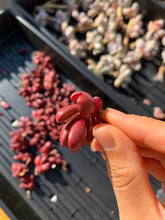 Load image into Gallery viewer, Graptoveria 'Clough' - April Farm/Rare Succulents