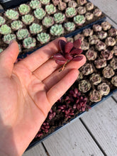 Load image into Gallery viewer, Graptoveria 'Clough' - April Farm/Rare Succulents