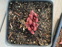 Load image into Gallery viewer, Graptoveria 'Clough' - April Farm/Rare Succulents