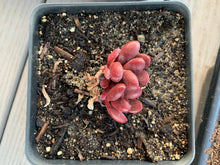 Load image into Gallery viewer, Graptoveria 'Clough' - April Farm/Rare Succulents