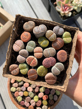 Load image into Gallery viewer, Lithops sp - April Farm/Rare Succulents
