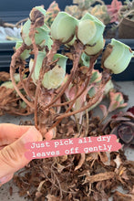 Load image into Gallery viewer, Greenovia cv. Gilva 'Pink Gilva Mountain Rose' - April Farm/Rare Succulents