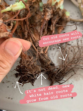 Load image into Gallery viewer, Greenovia cv. Gilva 'Pink Gilva Mountain Rose' - April Farm/Rare Succulents