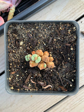 Load image into Gallery viewer, Conophytum luiseae - April Farm/Rare Succulents