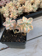 Load image into Gallery viewer, Graptopetalum Variegated Tituban - April Farm/Rare Succulents