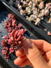 Load image into Gallery viewer, Graptoveria 'Clough' - April Farm/Rare Succulents