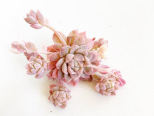 Load image into Gallery viewer, Echeveria Variegated Prolifica - April Farm/Rare Succulents
