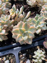 Load image into Gallery viewer, Graptopetalum Variegated Tituban - April Farm/Rare Succulents
