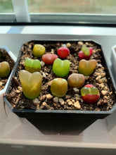 Load image into Gallery viewer, Conophytum maughanii (one mini plant 1cm 3.5years) - April Farm/Rare Succulents