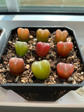 Load image into Gallery viewer, Conophytum maughanii (one mini plant 1cm 3.5years) - April Farm/Rare Succulents