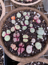 Load image into Gallery viewer, Conophytum minimum wittebergense (has dry skin) - April Farm/Rare Succulents