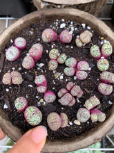 Load image into Gallery viewer, Conophytum minimum wittebergense (has dry skin) - April Farm/Rare Succulents
