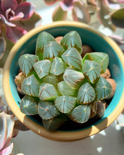 Load image into Gallery viewer, Haworthia cooperi var. truncata “black tone" - April Farm/Rare Succulents
