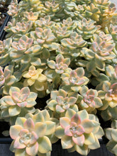 Load image into Gallery viewer, Graptopetalum Variegated Tituban - April Farm/Rare Succulents