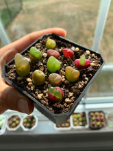 Load image into Gallery viewer, Conophytum maughanii (one mini plant 1cm 3.5years) - April Farm/Rare Succulents