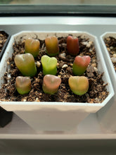 Load image into Gallery viewer, Conophytum maughanii (one mini plant 1cm 3.5years) - April Farm/Rare Succulents
