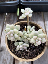 Load image into Gallery viewer, Graptopetalum Variegated G. Mendozae cutting - April Farm/Rare Succulents