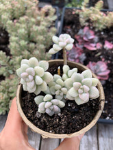 Load image into Gallery viewer, Graptopetalum Variegated G. Mendozae cutting - April Farm/Rare Succulents