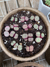 Load image into Gallery viewer, Conophytum minimum wittebergense (has dry skin) - April Farm/Rare Succulents